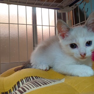 シャム系★なおずみ★シャイボーイ