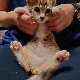 縞三毛★さな★元気いっぱいお転婆ガール