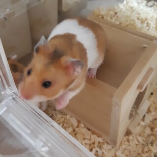 ゴールデンハムスター　生後1か月