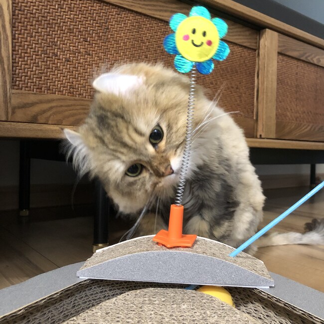 もりあやみのカバー写真