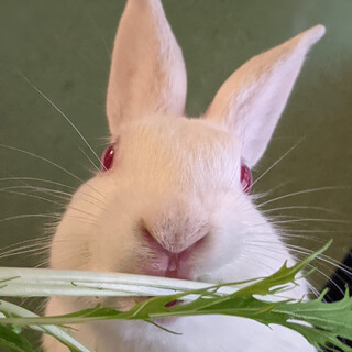 美人で元気で懐っこいキュベレイちゃん佐渡っこ2世