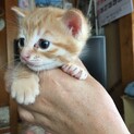 すくすく成長中！茶トラ猫