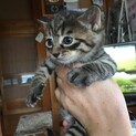 可愛いキジトラの子猫！