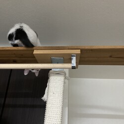 まつりさん、くるん！と回って下ります