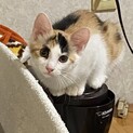 4兄妹のお転婆三毛猫キャサリン