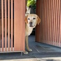ラブラドールの葉月ちゃん 里親様募集☆