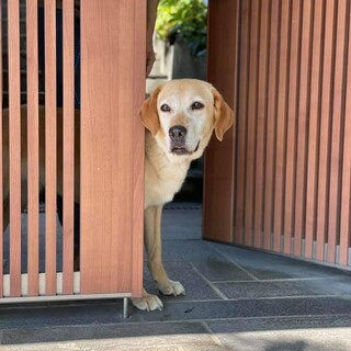 ラブラドールの葉月ちゃん 里親様募集☆