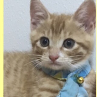 イケメンな茶白くん☆お転婆サビちゃん