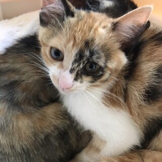 少しビビりな美ニャン☆