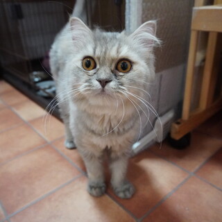 立ち耳スコのめいちゃん♪