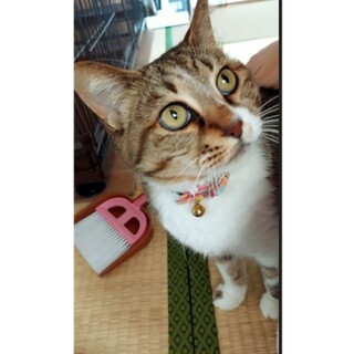 まんまるボディーのはなちゃん