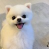 ポポちゃん29