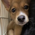 一旦安心できるずっとの家族を探しを停止します。