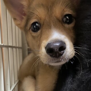 一旦安心できるずっとの家族を探しを停止します。