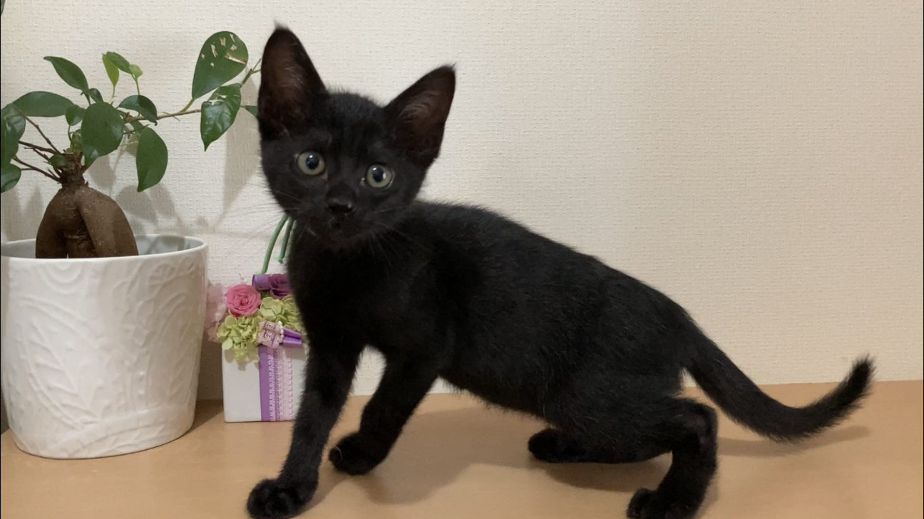 人好き性格花丸 7 1 愛知県 猫の里親募集 ペットのおうち 月間利用者150万人