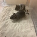 デグー　♀ 2匹　生後半年