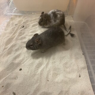 デグー　♀ 2匹　生後半年
