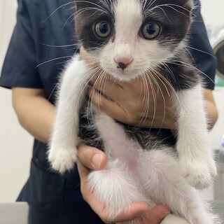 TNRの現場で保護された５匹の子猫