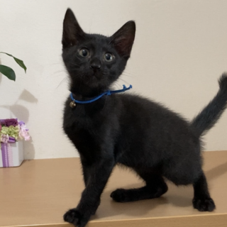 フニャゴロ甘えん坊☆7/18知多市の譲渡会参加