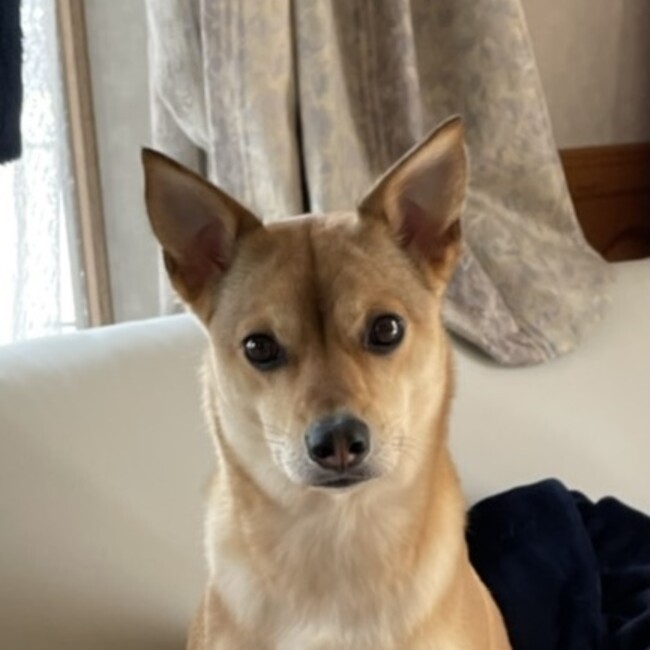 みかんのカバー写真