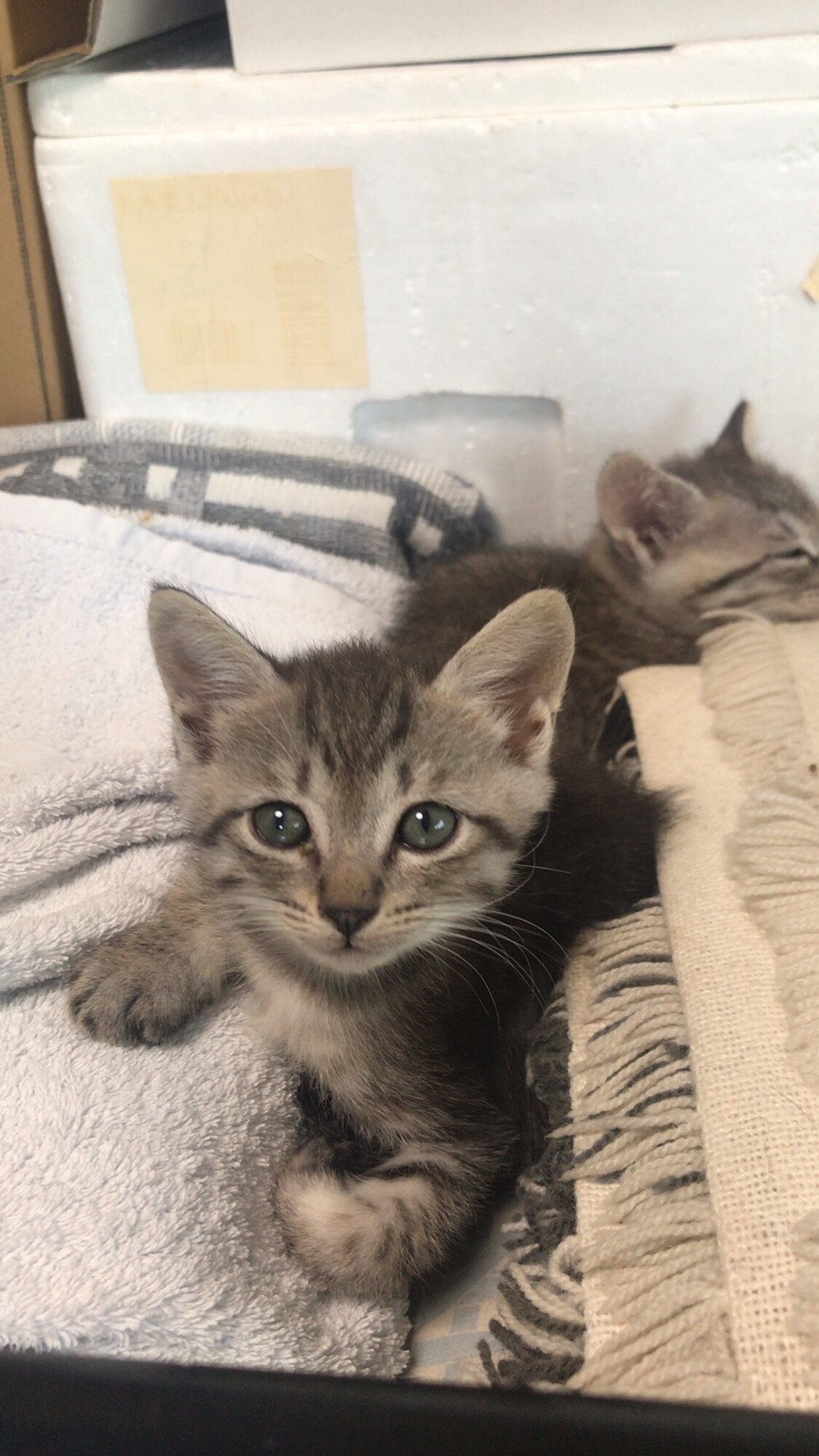 人懐っこいトラ柄猫ちゃん」長崎県 - 猫の里親募集(372677) :: ペット 