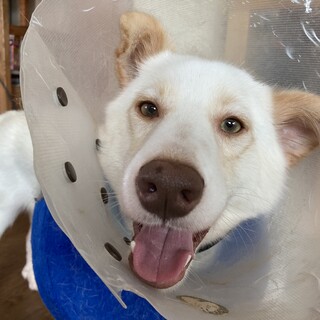 「シトロン」男の子