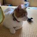 白茶☆人間大好き猫ちゃん