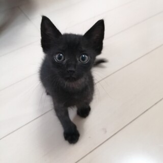 まっ黒な男の子