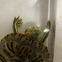 みどりかめ　甲羅サイズ9.3cm