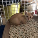 我が家に迷い込んだ仔猫