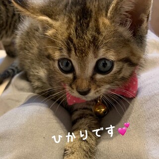 募集一時停止❤️キジトラ女子ひかり