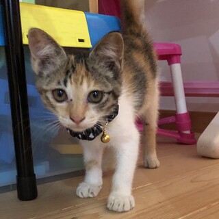 甘えん坊の三毛ちゃんです♪