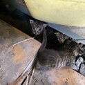 子猫達の里親を探します。
