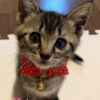 募集一時停止❤️キジトラ女の子ほたる