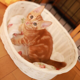 活発なアメショ柄の茶トラ