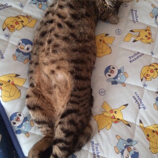 長崎市★手術済み★キリッっと美人な茶キジさん