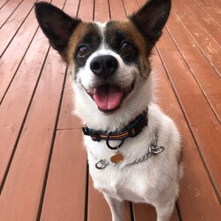 犬猫合同譲渡会 サムネイル2