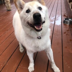 犬猫合同譲渡会 サムネイル3