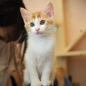 ママとはぐれた仲良し3兄妹
