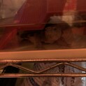 ミシシッピニオイガメ カブトニオイガメ