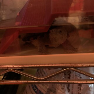 ミシシッピニオイガメ カブトニオイガメ