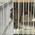 スズメ保護鳥２匹　里親様決定いたしました