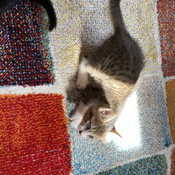 つぎの小さい子たちへ