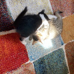 「つぎの小さい子たちへ」サムネイル2