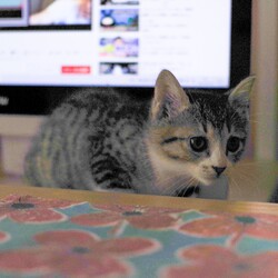 「つぎの小さい子たちへ」サムネイル3