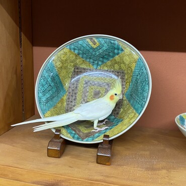 九谷焼とオカメインコ