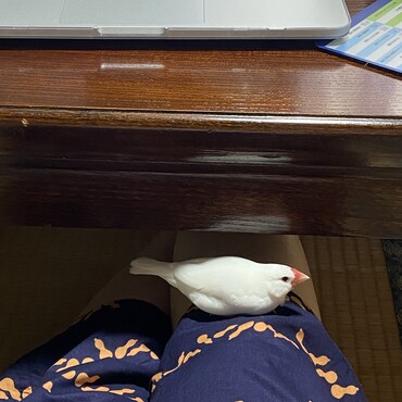 テレワーク中、動けない^^;