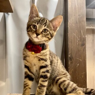 【三兄妹】キジトラのムーンちゃん