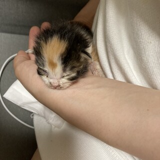 困難な事承知で募集させてください