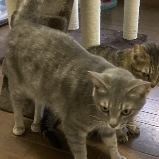 本当は甘えん坊♪可愛いグレーくん★エイズ陽性です。